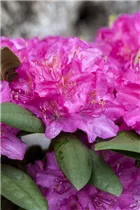 - Rhododendron 'Catharine van Tol'  - Rhododendron 'Catharine van Tol'
