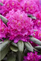 - Rhododendron 'Catharine van Tol'  - Rhododendron 'Catharine van Tol'