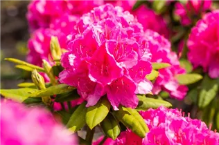 - Rhododendron 'Catharine van Tol'  - Rhododendron 'Catharine van Tol'