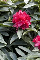  - Rhododendron 'El Alamein'