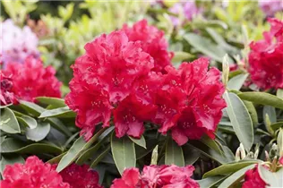  - Rhododendron 'El Alamein'