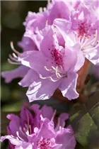  - Rhododendron caucasicum 'Christmas Cheer'
