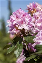  - Rhododendron caucasicum 'Christmas Cheer'