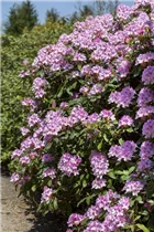  - Rhododendron caucasicum 'Christmas Cheer'