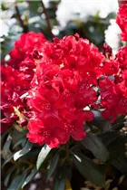 - Rhododendron 'Erato'(s)