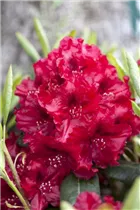  - Rhododendron 'Erato'(s)