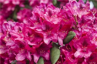  - Rhododendron 'Erato'(s)