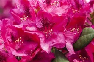  - Rhododendron 'Erato'(s)