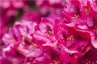  - Rhododendron 'Erato'(s)