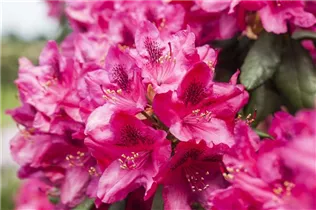  - Rhododendron 'Erato'(s)