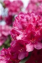 - Rhododendron 'Erato'(s)