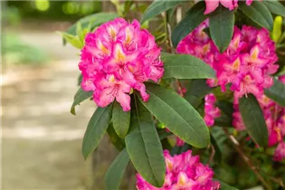  - Rhododendron 'Charles Noble'