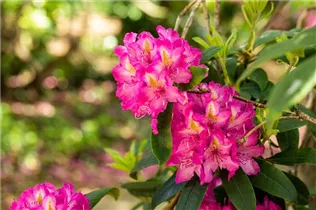  - Rhododendron 'Charles Noble'