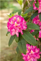  - Rhododendron 'Charles Noble'