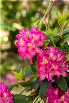  - Rhododendron 'Charles Noble'