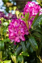  - Rhododendron 'Charles Noble'