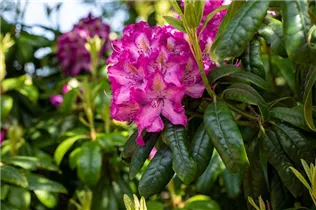  - Rhododendron 'Charles Noble'