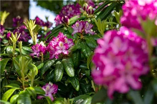  - Rhododendron 'Charles Noble'