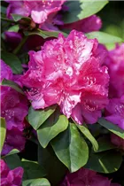  - Rhododendron 'Erich Herrmann'
