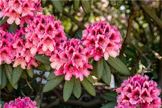  - Rhododendron 'Chevalier Felix de Sauvage'