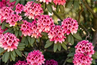  - Rhododendron 'Chevalier Felix de Sauvage'