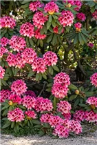  - Rhododendron 'Chevalier Felix de Sauvage'