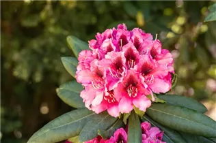  - Rhododendron 'Chevalier Felix de Sauvage'