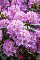  - Rhododendron 'Christian Schröder'