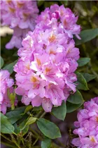 - Rhododendron 'Christian Schröder'
