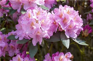  - Rhododendron 'Christian Schröder'