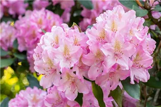  - Rhododendron 'Christian Schröder'