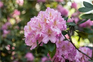  - Rhododendron 'Christian Schröder'