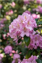  - Rhododendron 'Christian Schröder'