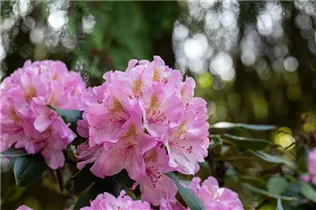  - Rhododendron 'Christian Schröder'