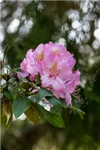  - Rhododendron 'Christian Schröder'