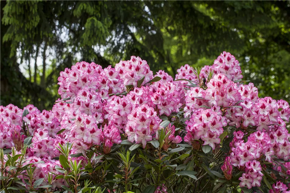 Rhododendron 'Etoile de Sleidinge'