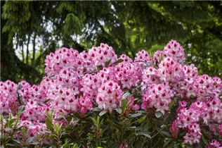  - Rhododendron 'Etoile de Sleidinge'