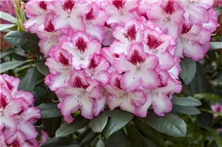  - Rhododendron 'Etoile de Sleidinge'