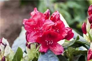  - Rhododendron 'Etoile de Sleidinge'