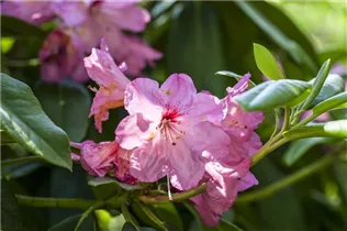  - Rhododendron 'Etoile de Sleidinge'