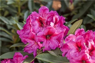  - Rhododendron 'Etoile de Sleidinge'