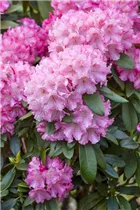  - Rhododendron 'Etoile de Sleidinge'