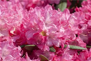  - Rhododendron 'Etoile de Sleidinge'