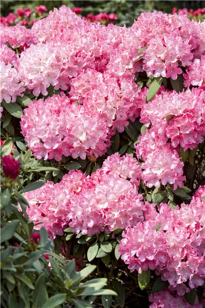 Rhododendron 'Etoile de Sleidinge'