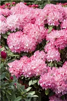  - Rhododendron 'Etoile de Sleidinge'