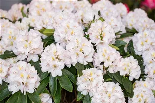  - Rhododendron 'Christina Rau'