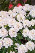  - Rhododendron 'Christina Rau'