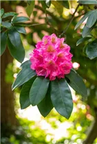  - Rhododendron 'Clémentine Lemaire'