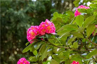  - Rhododendron 'Clémentine Lemaire'