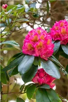  - Rhododendron 'Clémentine Lemaire'